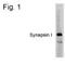 Synapsin I antibody, PA1-4603, Invitrogen Antibodies, Western Blot image 