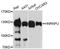 Heterogeneous Nuclear Ribonucleoprotein U antibody, A03691-1, Boster Biological Technology, Western Blot image 