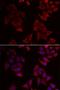Natural Cytotoxicity Triggering Receptor 1 antibody, LS-C334719, Lifespan Biosciences, Immunofluorescence image 