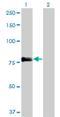 Fermitin Family Member 2 antibody, H00010979-M09, Novus Biologicals, Western Blot image 