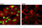 RUNX Family Transcription Factor 2 antibody, 12556S, Cell Signaling Technology, Immunocytochemistry image 