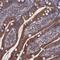 Spermatogenesis Associated 13 antibody, NBP1-90849, Novus Biologicals, Immunohistochemistry paraffin image 