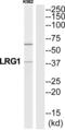 Leucine Rich Alpha-2-Glycoprotein 1 antibody, abx014548, Abbexa, Western Blot image 