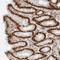 Regulator Of Chromosome Condensation 1 antibody, NBP1-85637, Novus Biologicals, Immunohistochemistry paraffin image 