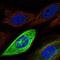 Hyaluronan Mediated Motility Receptor antibody, NBP2-56490, Novus Biologicals, Immunofluorescence image 