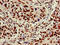 X-Ray Repair Cross Complementing 6 antibody, CSB-PA01617A0Rb, Cusabio, Immunohistochemistry frozen image 
