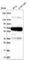 ATPase Family AAA Domain Containing 3A antibody, NBP2-57335, Novus Biologicals, Western Blot image 