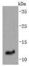 Insulin Like Growth Factor 2 antibody, NBP2-67915, Novus Biologicals, Western Blot image 