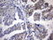 Coiled-Coil-Helix-Coiled-Coil-Helix Domain Containing 3 antibody, LS-C789896, Lifespan Biosciences, Immunohistochemistry frozen image 