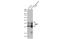 Mitochondrial Fission Factor antibody, GTX636730, GeneTex, Western Blot image 