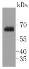 Protein Tyrosine Phosphatase Non-Receptor Type 11 antibody, A00150Y542-1, Boster Biological Technology, Western Blot image 