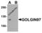 Golgin A1 antibody, 8215, ProSci, Western Blot image 