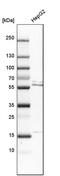 RANBP2-Type And C3HC4-Type Zinc Finger Containing 1 antibody, PA5-55006, Invitrogen Antibodies, Western Blot image 