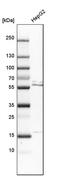 RanBP-type and C3HC4-type zinc finger-containing protein 1 antibody, PA5-55006, Invitrogen Antibodies, Western Blot image 