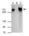 Fibronectin 1 antibody, GTX112794, GeneTex, Immunoprecipitation image 