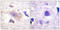 Growth Factor Receptor Bound Protein 10 antibody, LS-C117946, Lifespan Biosciences, Immunohistochemistry frozen image 