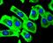 Sirtuin 1 antibody, NBP2-67668, Novus Biologicals, Immunofluorescence image 