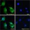 Apolipoprotein B MRNA Editing Enzyme Catalytic Subunit 3A antibody, LS-B7362, Lifespan Biosciences, Immunofluorescence image 