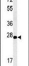 Claudin 4 antibody, PA5-26621, Invitrogen Antibodies, Western Blot image 