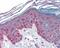 Cyclin T1 antibody, 49-406, ProSci, Immunohistochemistry frozen image 