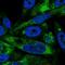 AVL9 Cell Migration Associated antibody, NBP2-14337, Novus Biologicals, Immunofluorescence image 