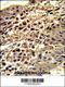 Voltage Dependent Anion Channel 1 antibody, 62-367, ProSci, Immunohistochemistry paraffin image 