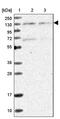 Matrin 3 antibody, PA5-57719, Invitrogen Antibodies, Western Blot image 