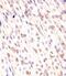 Mediator Complex Subunit 12 antibody, PA5-72243, Invitrogen Antibodies, Immunohistochemistry frozen image 