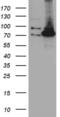 Propionyl-CoA Carboxylase Subunit Alpha antibody, MA5-27386, Invitrogen Antibodies, Western Blot image 
