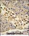 Collectin Subfamily Member 11 antibody, PA5-72477, Invitrogen Antibodies, Immunohistochemistry frozen image 