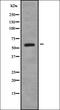 Signal Transducing Adaptor Molecule 2 antibody, orb378419, Biorbyt, Western Blot image 