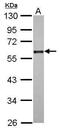 Cell Division Cycle 25C antibody, PA5-27790, Invitrogen Antibodies, Western Blot image 
