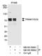 Tripartite Motif Containing 47 antibody, NB100-59842, Novus Biologicals, Immunoprecipitation image 