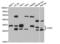 Catechol-O-Methyltransferase antibody, LS-C334555, Lifespan Biosciences, Western Blot image 