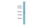 Beta-1,3-N-Acetylgalactosaminyltransferase 1 (Globoside Blood Group) antibody, PA5-69353, Invitrogen Antibodies, Western Blot image 