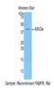 Fatty Acid Binding Protein 6 antibody, LS-C303091, Lifespan Biosciences, Western Blot image 