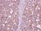 Cell Division Cycle 37 Like 1 antibody, NBP2-15831, Novus Biologicals, Immunohistochemistry paraffin image 