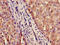 Interleukin Enhancer Binding Factor 2 antibody, LS-C211241, Lifespan Biosciences, Immunohistochemistry paraffin image 