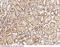 Interferon Regulatory Factor 6 antibody, 102113-T08, Sino Biological, Immunohistochemistry paraffin image 