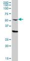 Cleavage And Polyadenylation Specific Factor 6 antibody, H00011052-M10, Novus Biologicals, Western Blot image 