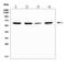 TNF Receptor Associated Factor 6 antibody, A00185, Boster Biological Technology, Western Blot image 