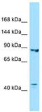 Importin 8 antibody, TA338288, Origene, Western Blot image 