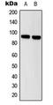 Signal Transducer And Activator Of Transcription 5A antibody, LS-C354259, Lifespan Biosciences, Western Blot image 