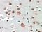 Gamma-Aminobutyric Acid Type A Receptor Alpha4 Subunit antibody, GTX31003, GeneTex, Immunohistochemistry paraffin image 