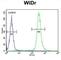 Annexin A7 antibody, abx034084, Abbexa, Western Blot image 