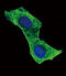 Beta-Actin antibody, M01263-3, Boster Biological Technology, Immunofluorescence image 