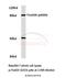 Forkhead Box O3 antibody, A00252S253, Boster Biological Technology, Western Blot image 