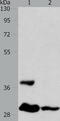 LIAR antibody, TA322070, Origene, Western Blot image 