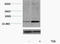 Histone H3 antibody, STJ97145, St John