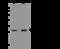 BCAS2 Pre-MRNA Processing Factor antibody, 201586-T42, Sino Biological, Western Blot image 